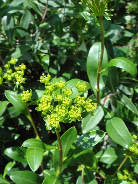 Bupleurum fruticosum fleur